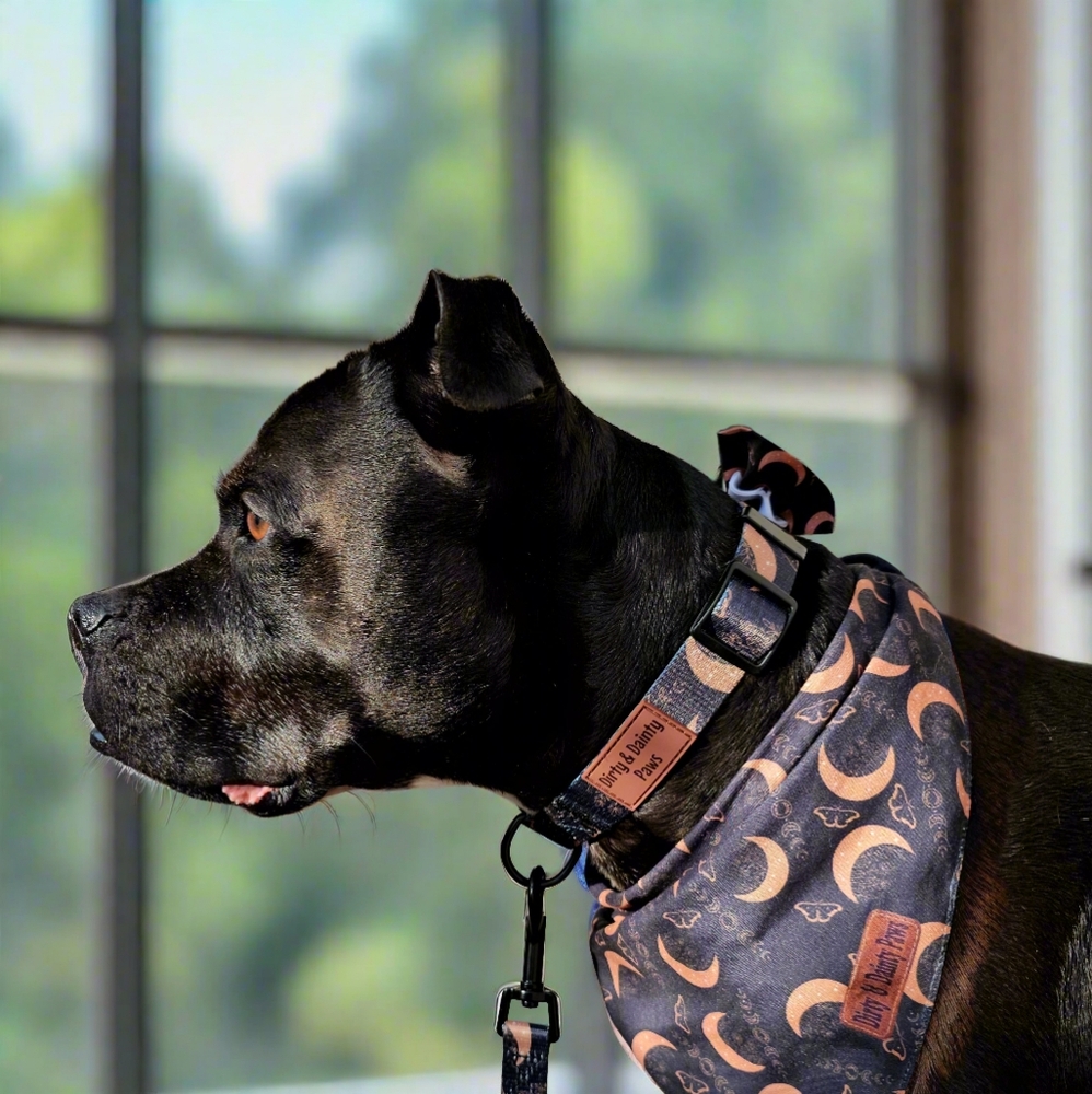 Moon And Moths Celestial Dog Collar- Boho Nights Dog Collar- Nylon Dog Collar